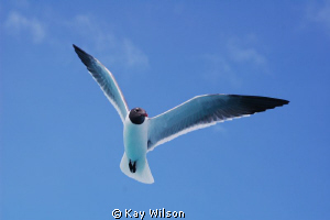 Seagull in the Tobago Cays. by Kay Wilson 